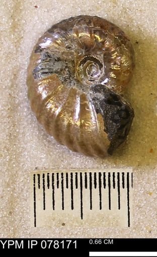 Hoploscaphites nicolletii