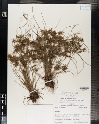 Cyperus polystachyos