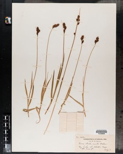Carex