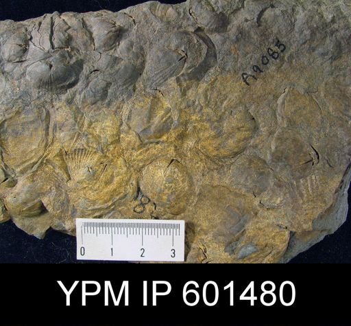 Leiorhynchus sp.