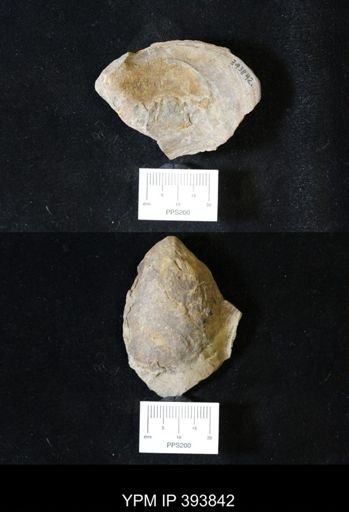 Actinodesma erectum
