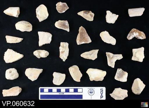 undet. Mosasauridae