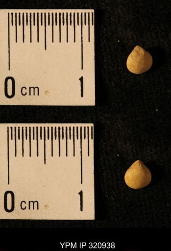 Dielasma elongatum
