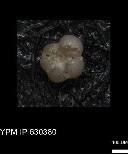 undet. Foraminiferida