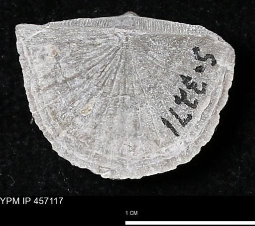 Stropheodonta sp.