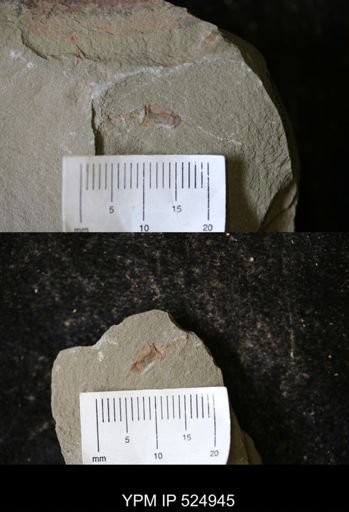 undet. Stylophora