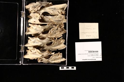 Melanogrammus aeglefinus