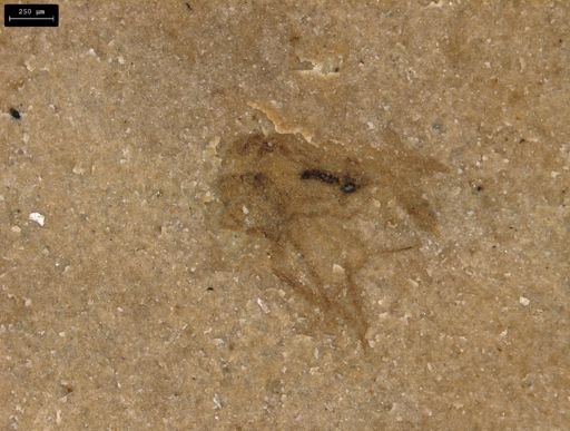 taxon undetermined
