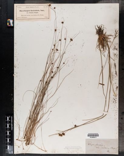 Rhynchospora fascicularis