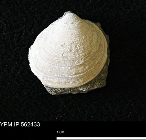 Limopsis striatopunctatus