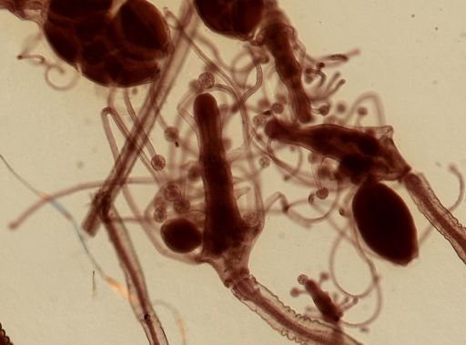 Pennaria disticha