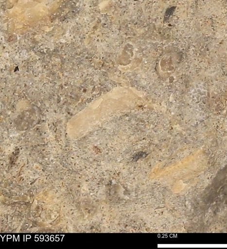 Baculites sp.