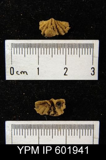 Spiriferina sp.
