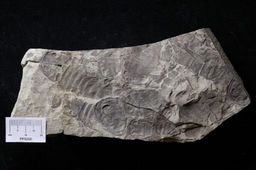 Baltoeurypterus sp.