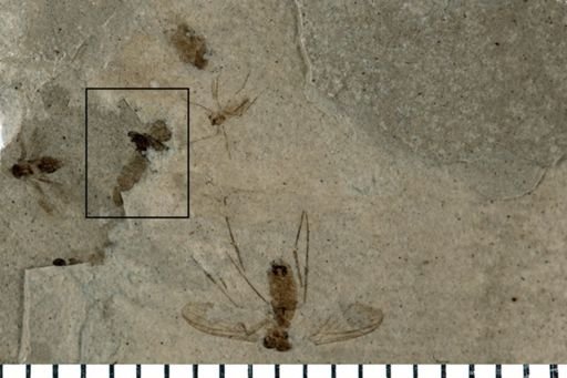 Auchenorrhyncha?