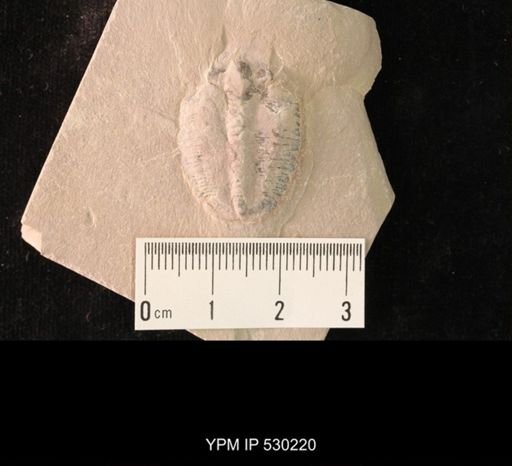 Elrathia kingi