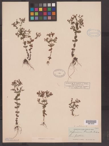 Hypericum mutilum