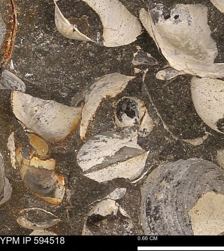 Protocardia sp.