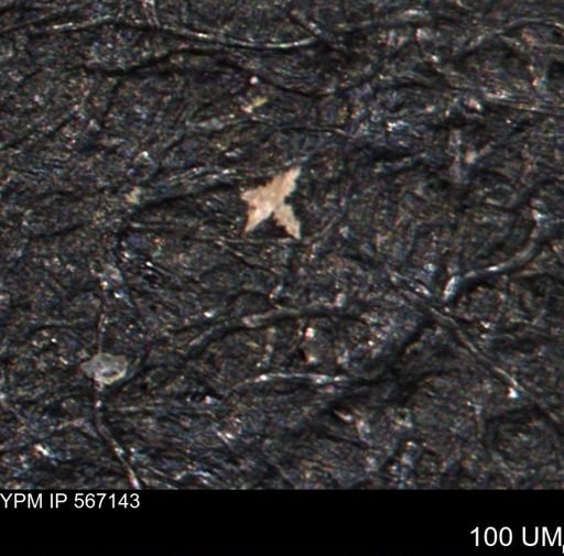 undet. Porifera