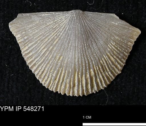 Stropheodonta navalis