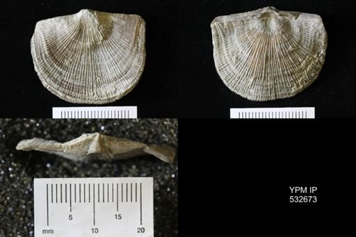 Schuchertella sp.