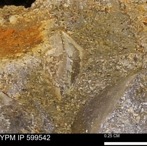 Protocardia subquadrata