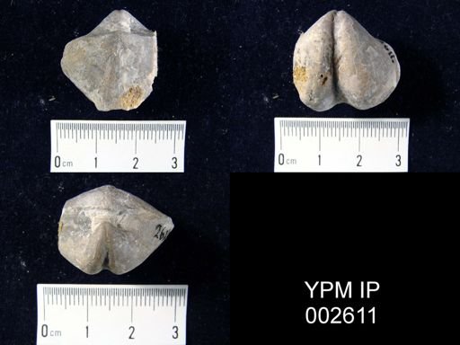 Spirifer striato-sulcata