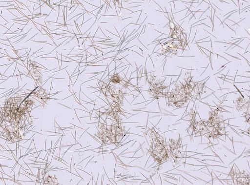 Haliclona (Gellius) flagellifera