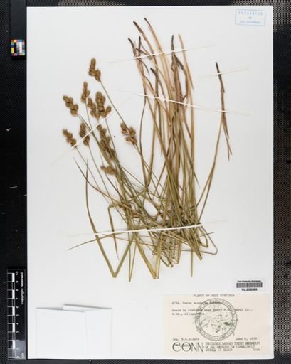 Carex scoparia