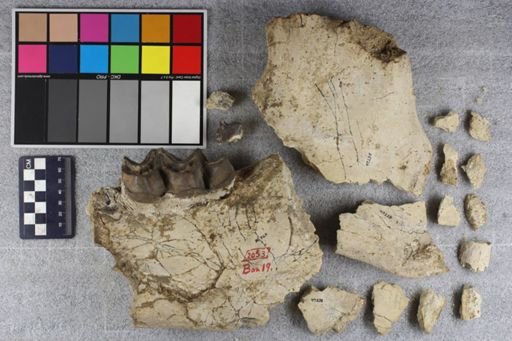 Brontotherium?