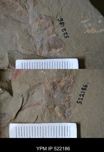 undet. Stelleroidea