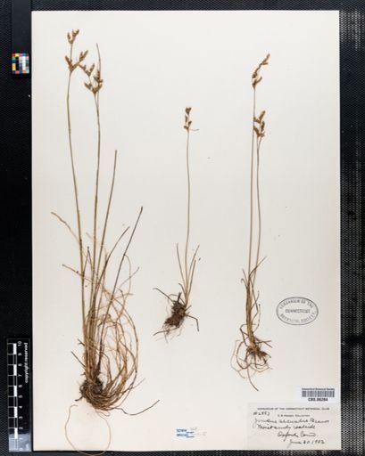 Juncus secundus