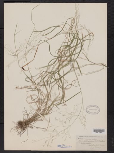Agrostis perennans