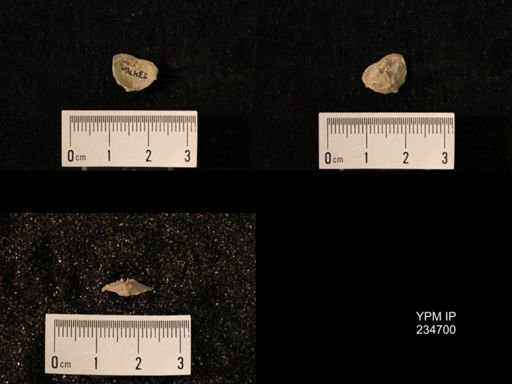 Marginifera splendens