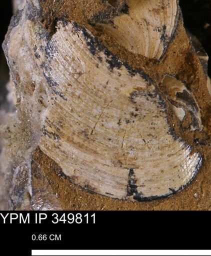 Protocardia sp.
