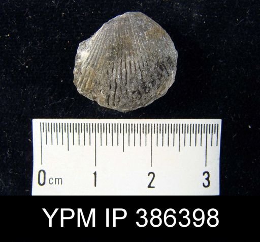 Uncinulus sp.