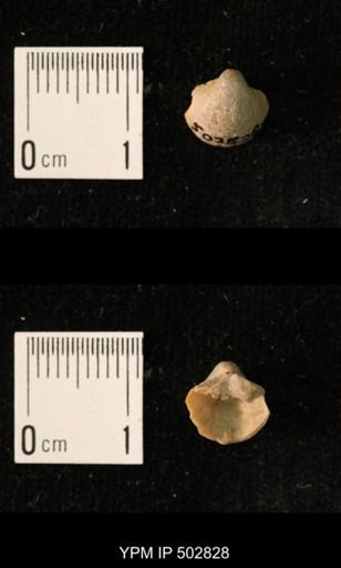 Ambocoelia planoconvexa