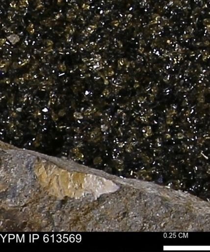 Scaphites sp.