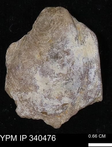 Ostrea glabra