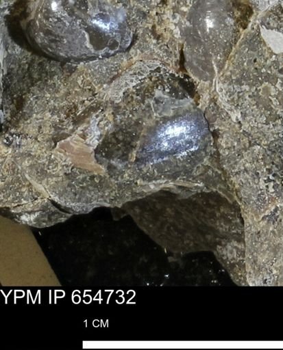 undet. Bivalvia