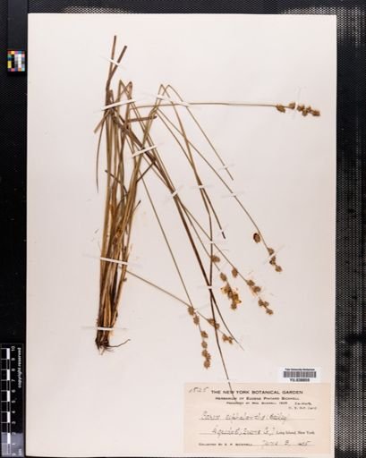 Carex cephalantha