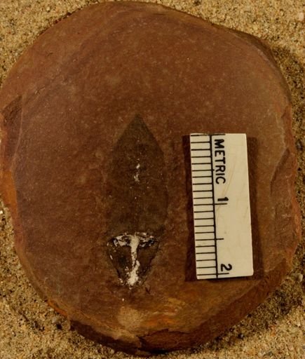 Lepidostrobus
