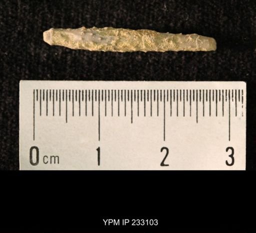 Archaeocidaris sp.