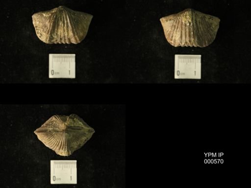 Platystrophia acutilirata senex