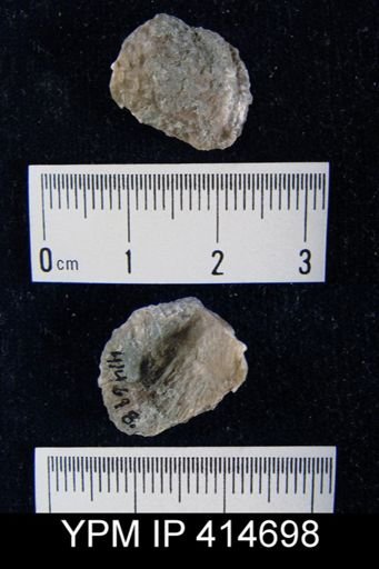 Pustula nebrascensis
