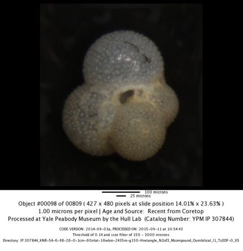 undet. Foraminiferida