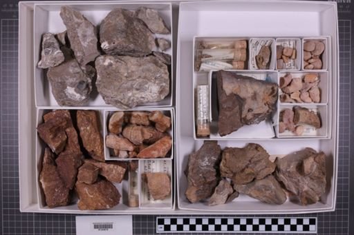 mixed taxa, stratigraphic collection