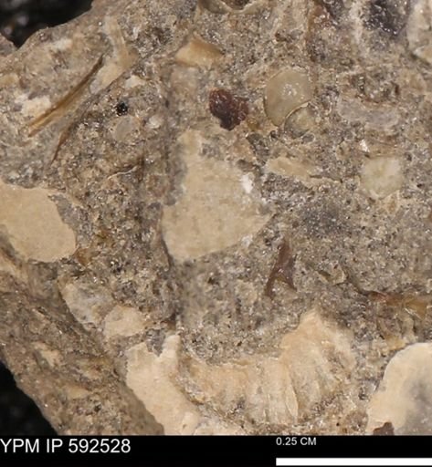 undet. Mollusca