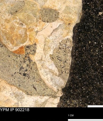 undet. Mollusca