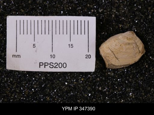 Limopsis striatopunctatus
